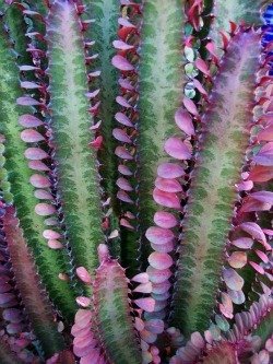 Euphorbia trigona