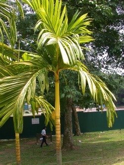 Areca catechu S