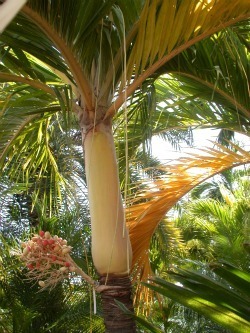 Areca catechu