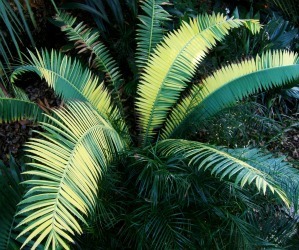 dioon spinulosum