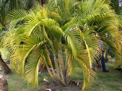 Dypsis lutescens