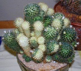 cactus albinos