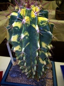 cactus varieg