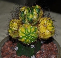 rebutia polymorpha