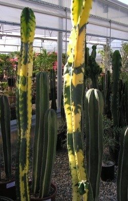 cereus sp varieg