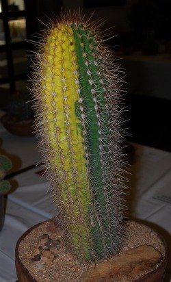 cactus columnar varieg