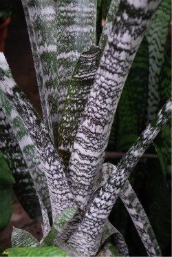 bromeliad splotched