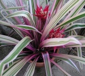 Bromeliad pink