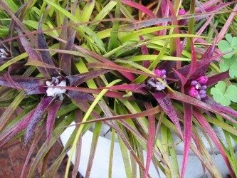 aechmea recurvata