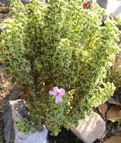 Pelargonium