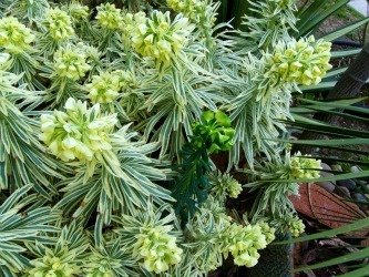 Euphorbia Tasmanian Tiger