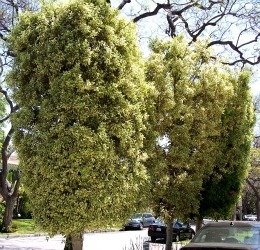 Ficus microcarpa