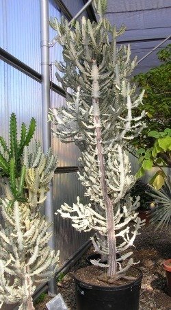 Euphorbia lactea ghost huge