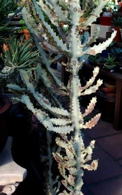 Euphorbia lactea ghost burned