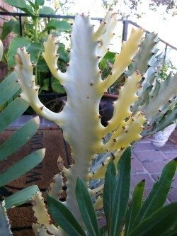 Euphorbia lactea Ghost