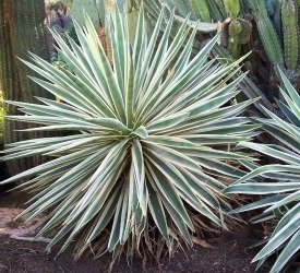 agave angustifolia