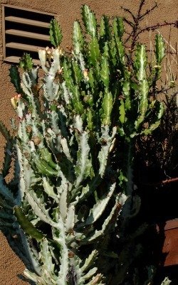 Euphorbia lactea reversion