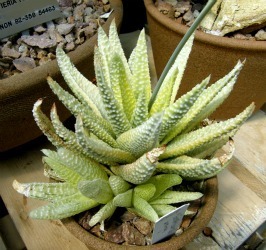 Haworthia cymbiformis