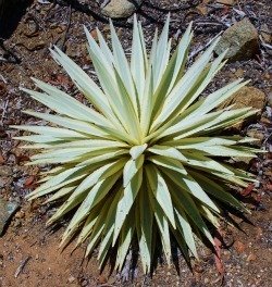 agave angustifolia Woodrow