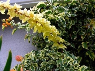 Bougainvillea Orange Ice