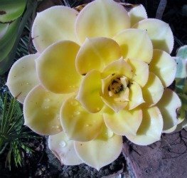 Aeonium sunburst