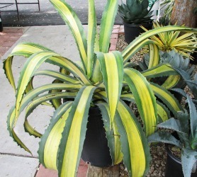 Agave americana mediopicta