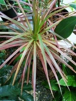 Dracaena marginata