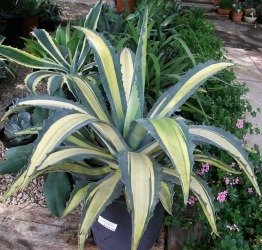 Agave americana mediopicta