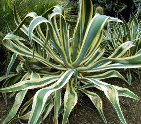 Agave marginata