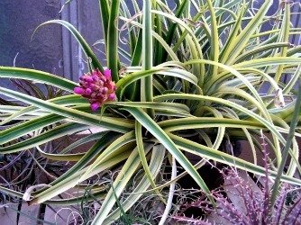 Agave recurvata marginata