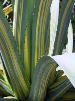 Agave americana striata