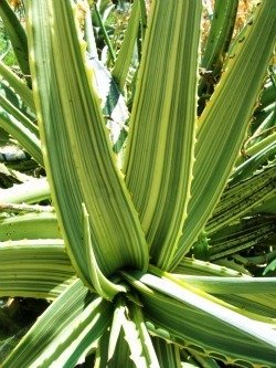 Aloe camperi striata