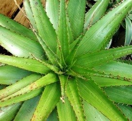 Aloe lineata