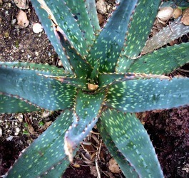 aloe greatheadii 2