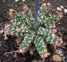 aloe greatheadii 1