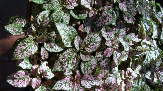 pink polka dot plant