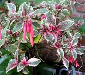 Fuchsia Firecracker