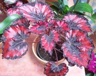 Begonia REx