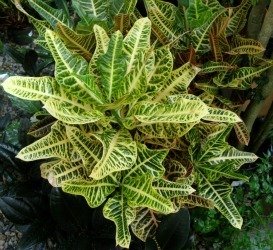 croton 1