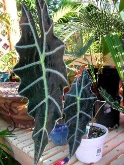 Alocasia amazonica