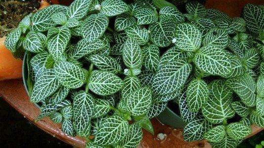 mosaic plant