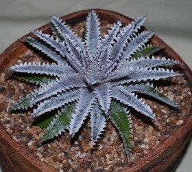 Dyckia