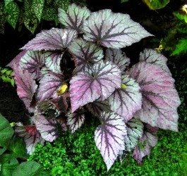 begonia rex