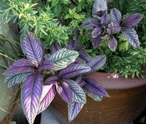 Strobilanthes