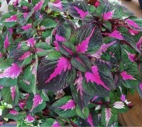 coleus 1