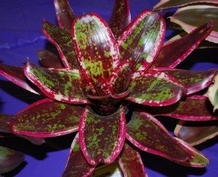 Neoregelia