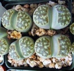 Lithops