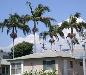 King palms