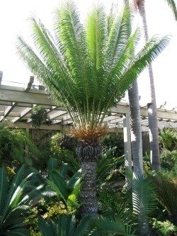 cycas circinalis