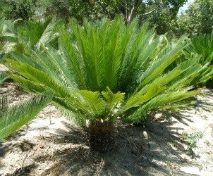 cycas taitungensis